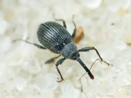 Малиново-суничний довгоносик